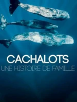 affiche du film-nature "Cachalots, une histoire de famille"